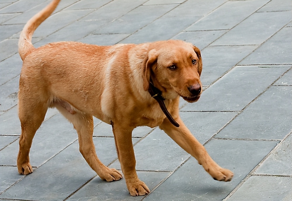 狗狗有狂犬病早期的10个征兆,狗狗患狂犬病早期的10个征兆