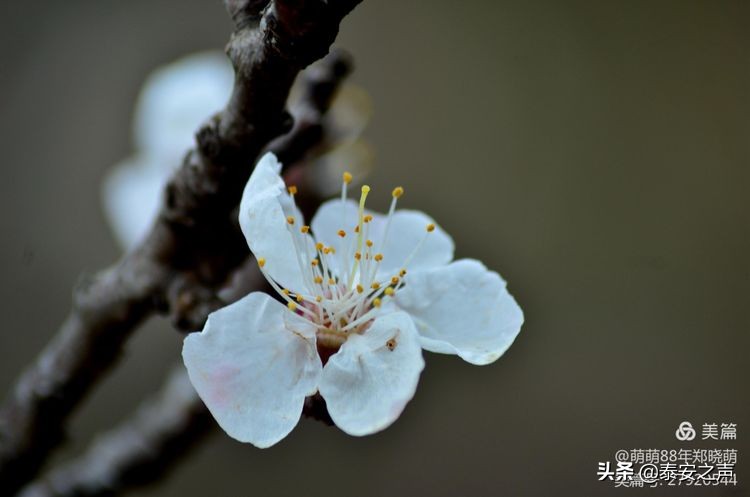 春风拂柳梅花开,桃李春风梅花开