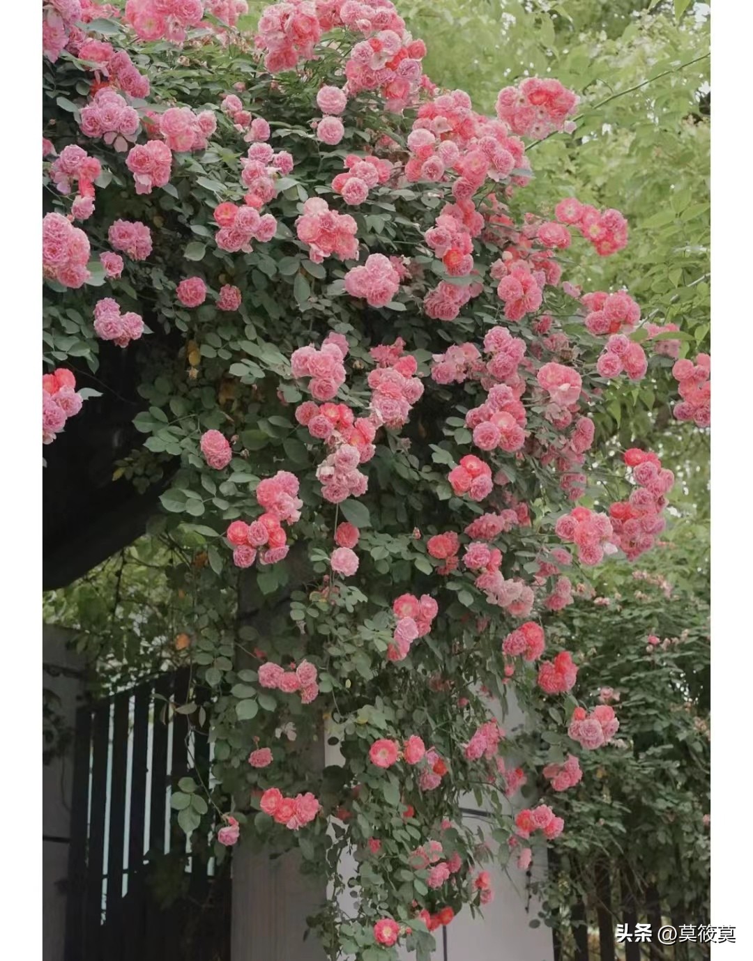 50种常见鲜花的花语大全,各种鲜花的花语和寓意图片欣赏