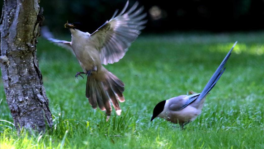 鸟儿大全高清图,高清珍稀鸟动态图片大全