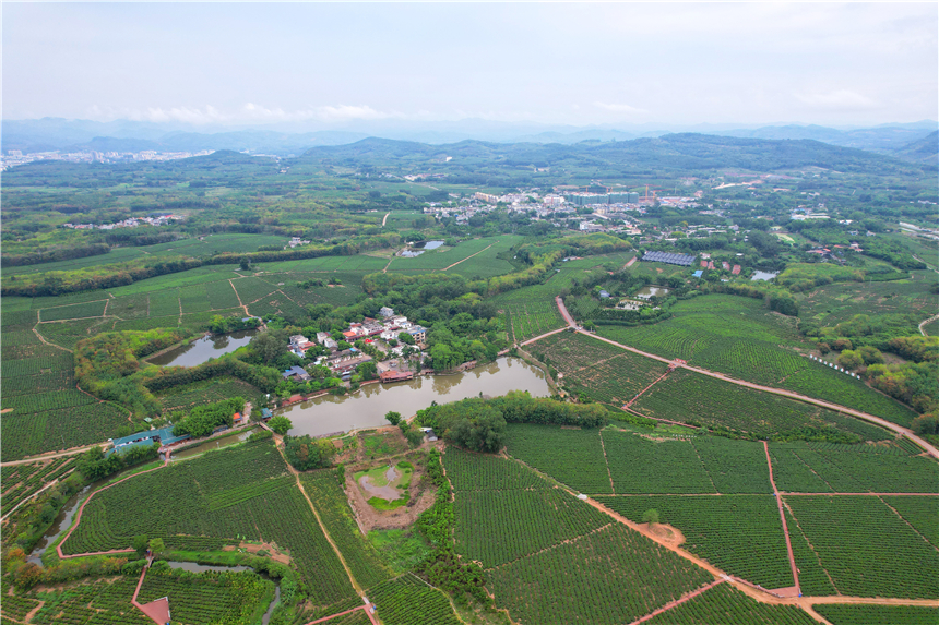 海南适合自驾的原始森林,海南黎族游玩攻略自驾游