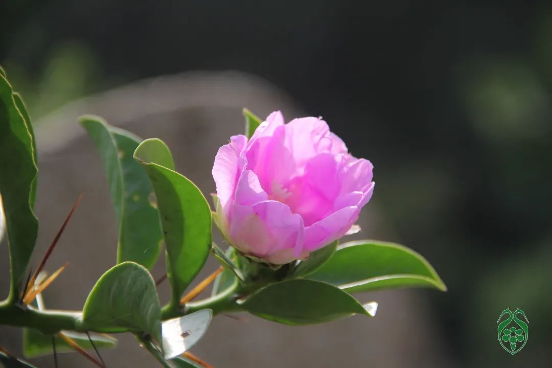 仙人掌花开的如此绚烂,仙人掌开花代表什么