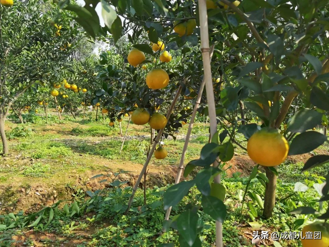 成都温江橘子采摘园推荐10月份,江苏附近橘子采摘园有哪些地方