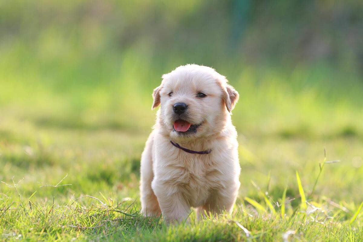 狗狗生完小狗不吃食怎么办,罗威纳生下小狗不吃食怎么办