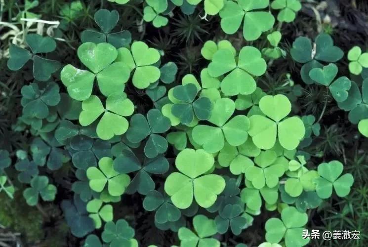 左眼跳财右眼跳灾哪传过来的,左眼跳财右眼跳灾真实可信吗