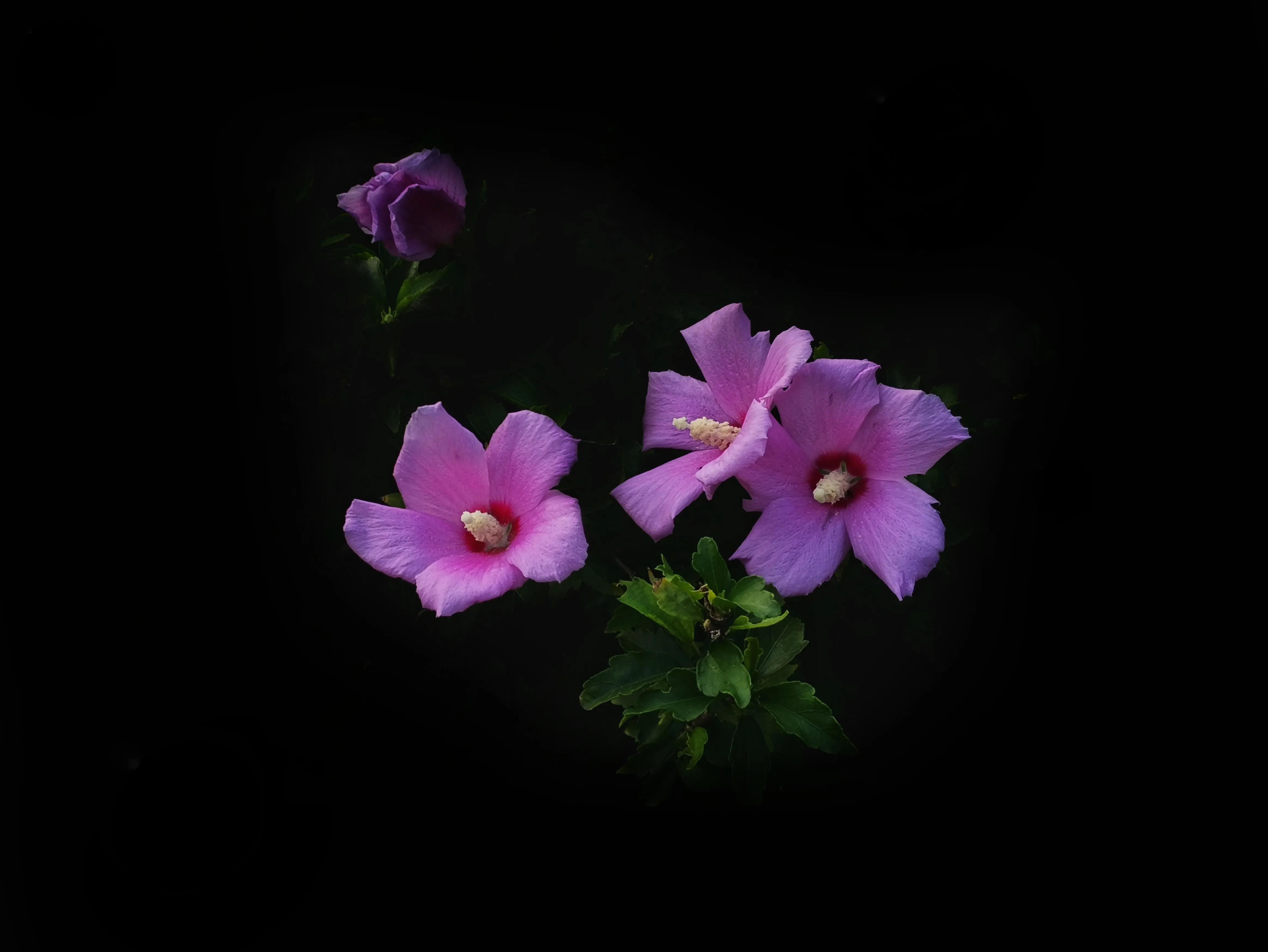 百花酿诗韵芬芳留人间（一）