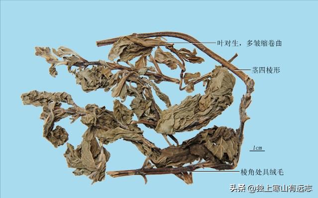 隐藏在厨房里的中药之香菜和薄荷，疏散风热、发表透疹、开胃消食