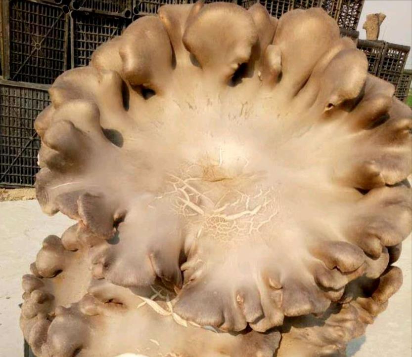 15个家庭致富小项目,15年投资零元致富商机