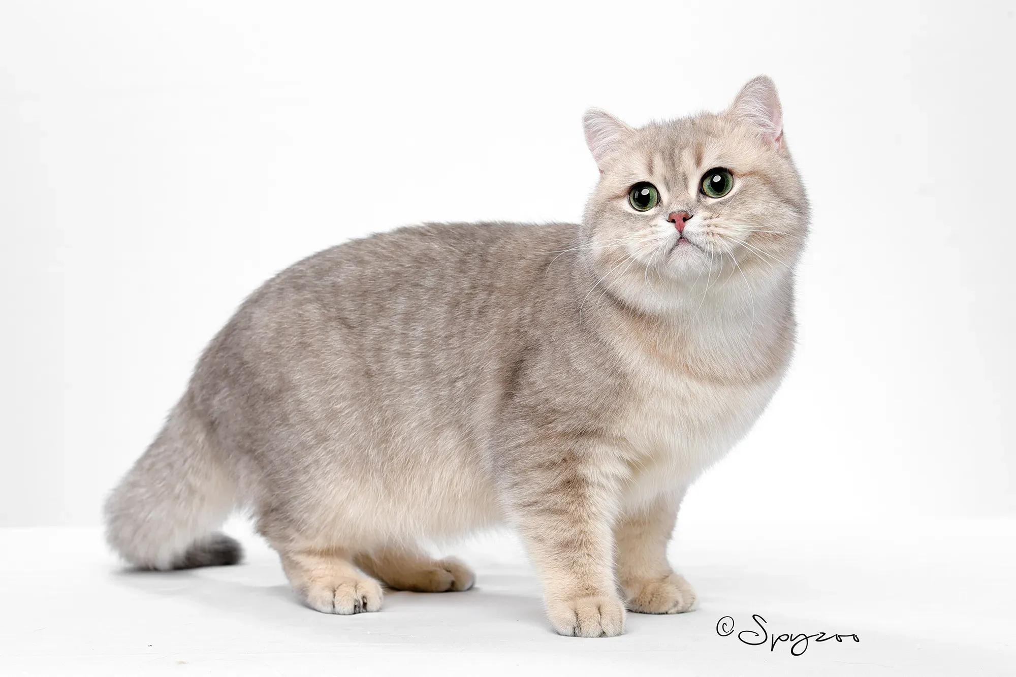 去宠物店如何挑选一个健康的猫咪,去宠物店买猫咪该怎么挑选