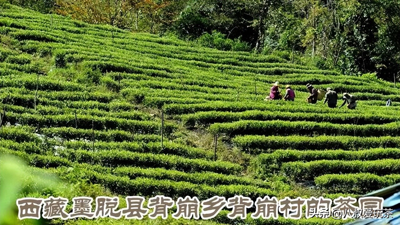 中国各省份名茶代表,中国十大名茶地图