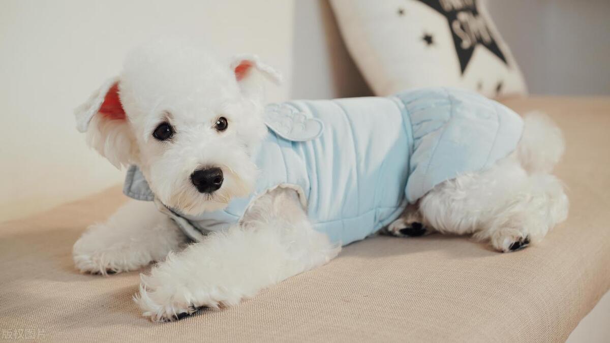 狗狗怕冷怎么解决,狗狗怕冷应该怎么办