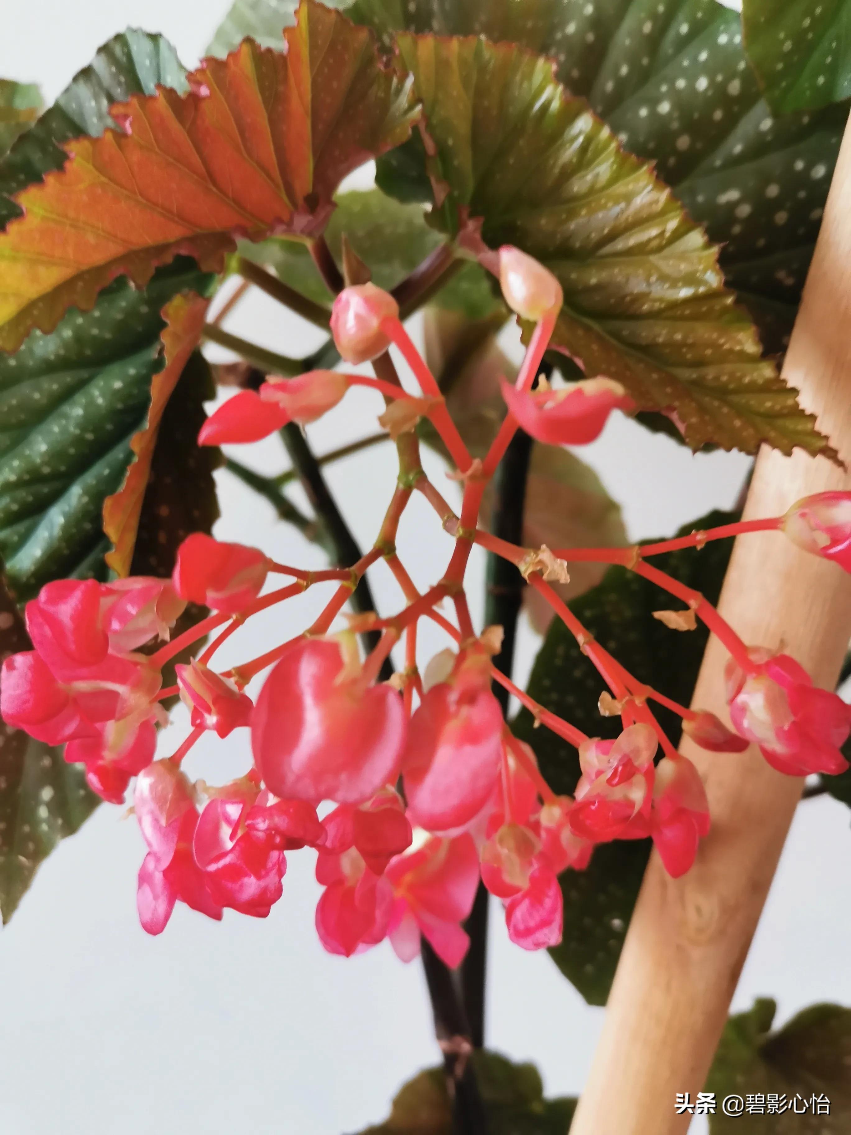 竹节海棠怎么养又粗又壮,竹节海棠怎么养叶片又宽又大