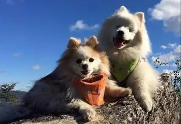 狗狗交配难舍难分？真正的原因，很多铲屎官都不知道