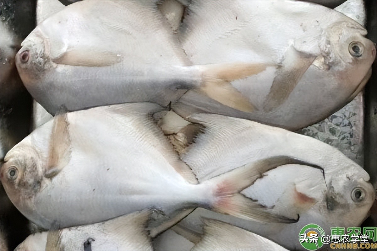 小银鲳鱼价格多少钱一斤,银鲳鱼一般多少钱一斤