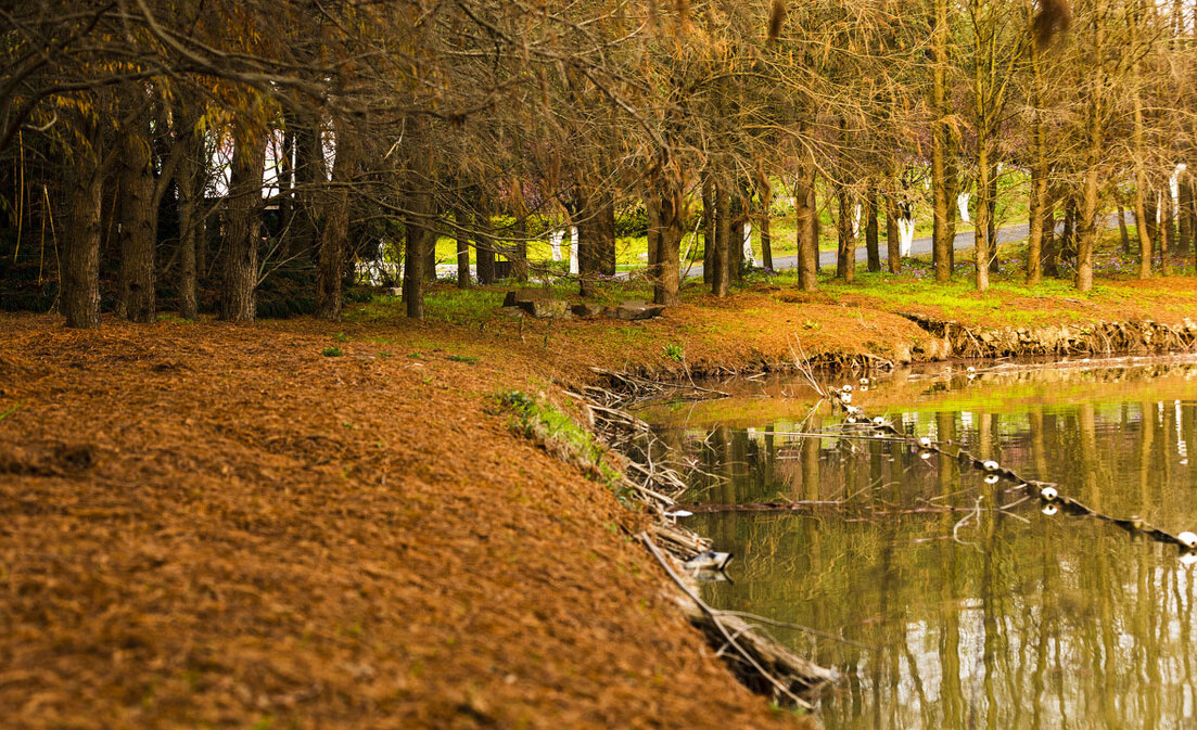 上海海湾国家森林公园在什么地方,上海国家森林公园有几个