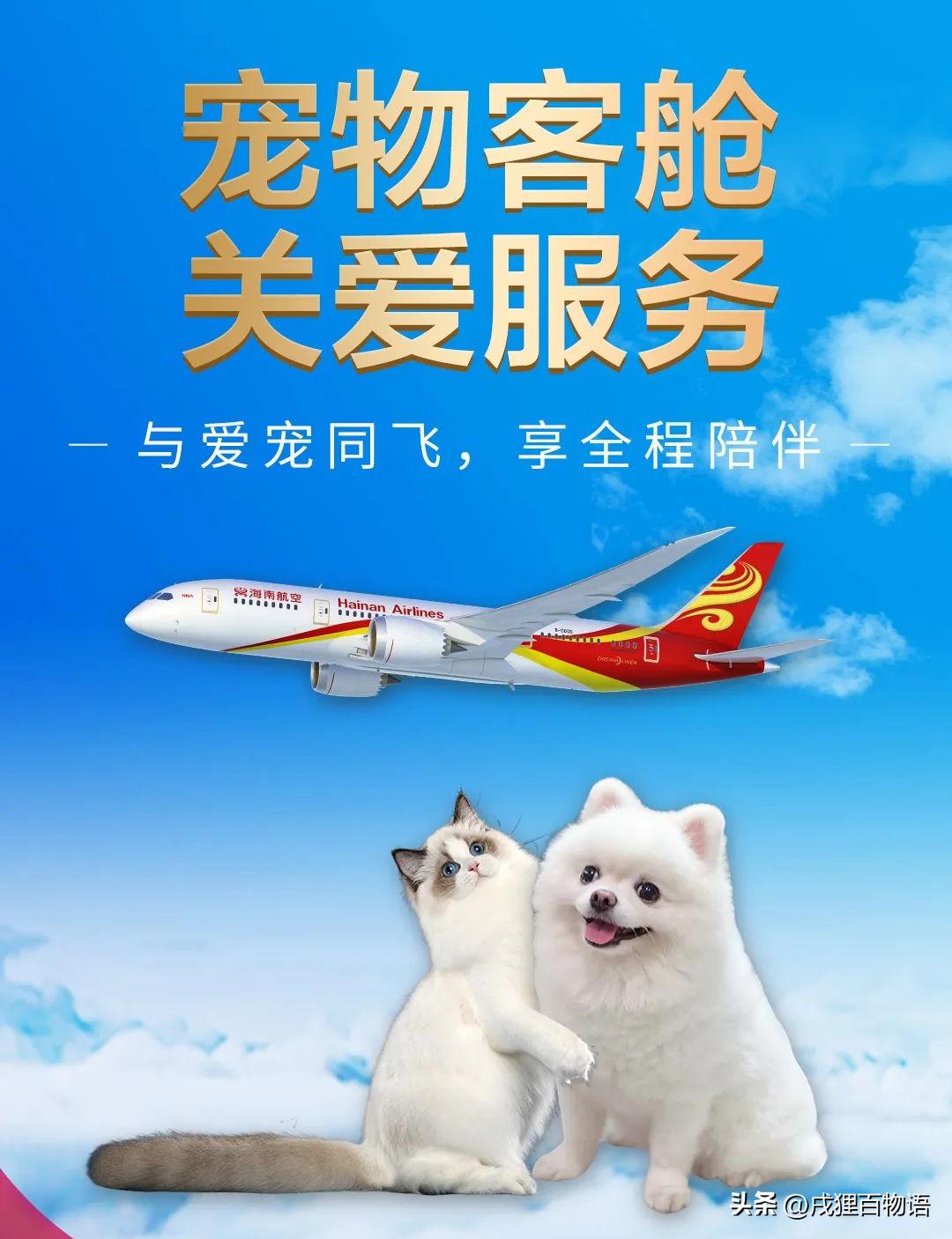 海南航空宠物进客舱,海南航空可将宠物带入客舱