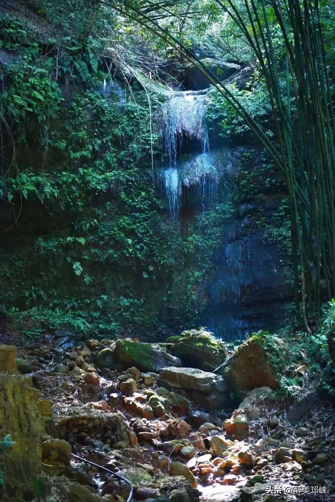 竹是风骨,平安竹养的如此茂盛