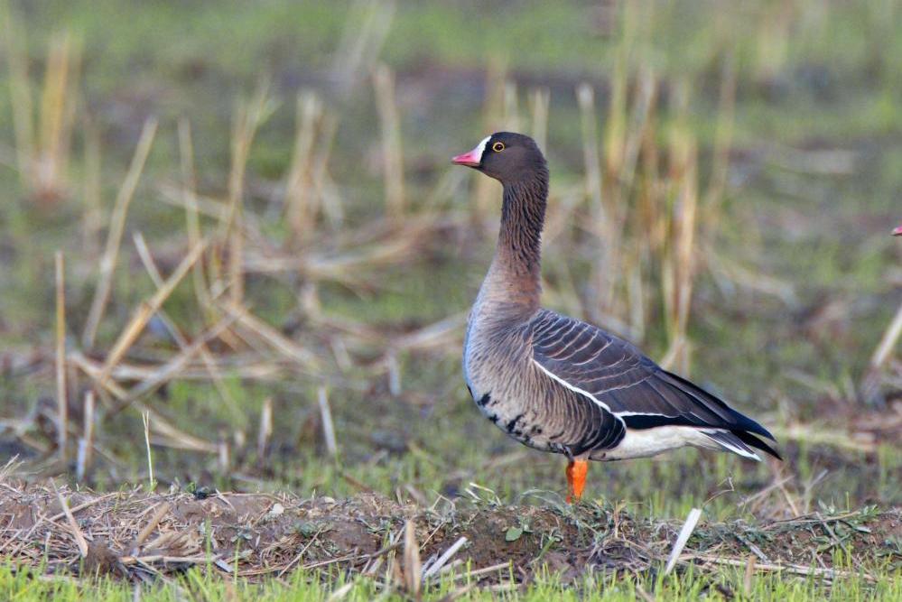 南宋张炎咏雁的词,南宋张炎
