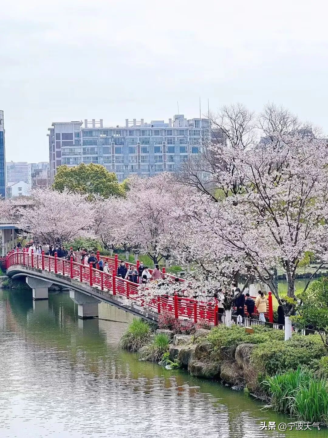 浪漫樱花雨宁波,宁波春天的樱花