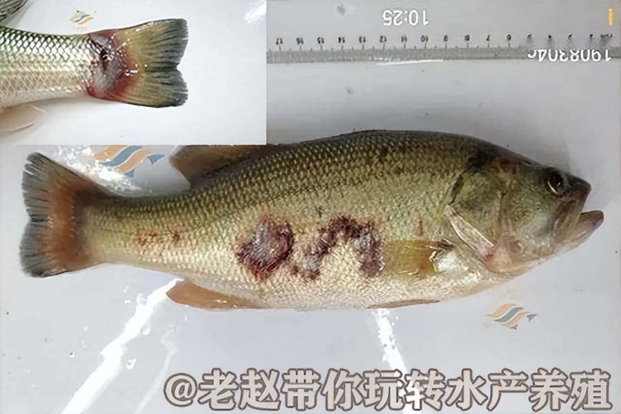 鲈鱼虹彩菌病症状,鲈鱼得虹彩病毒是什么症状