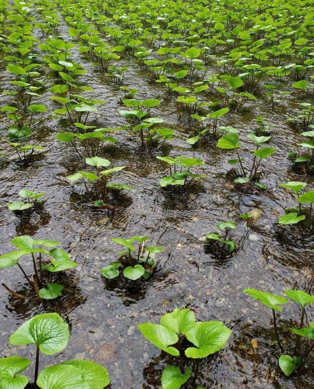 山葵为何如此昂贵,山葵容易种么