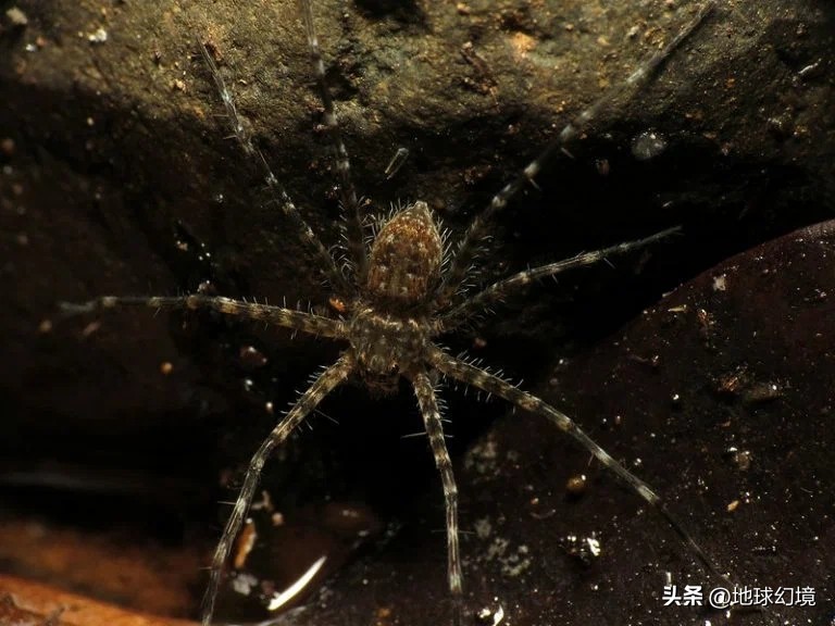 20张珍稀罕见动物照片,16张罕见的动物照