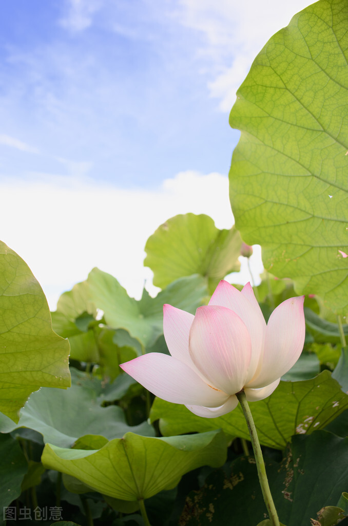 荷花图片禅意荷花,清新唯美的荷花图片