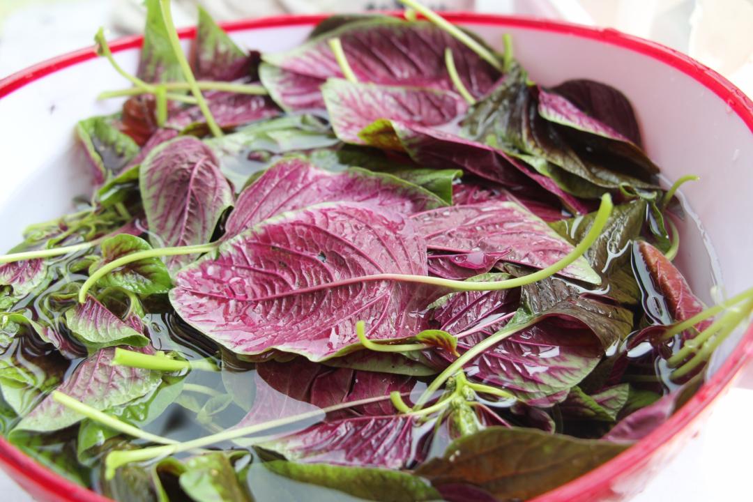 这三种长寿菜建议常吃,各种食物中的长寿菜