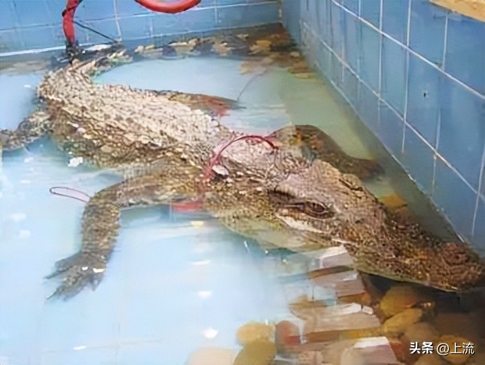 再“鳄”贯满盈的鳄鱼,也逃不出广东人的砂锅煲