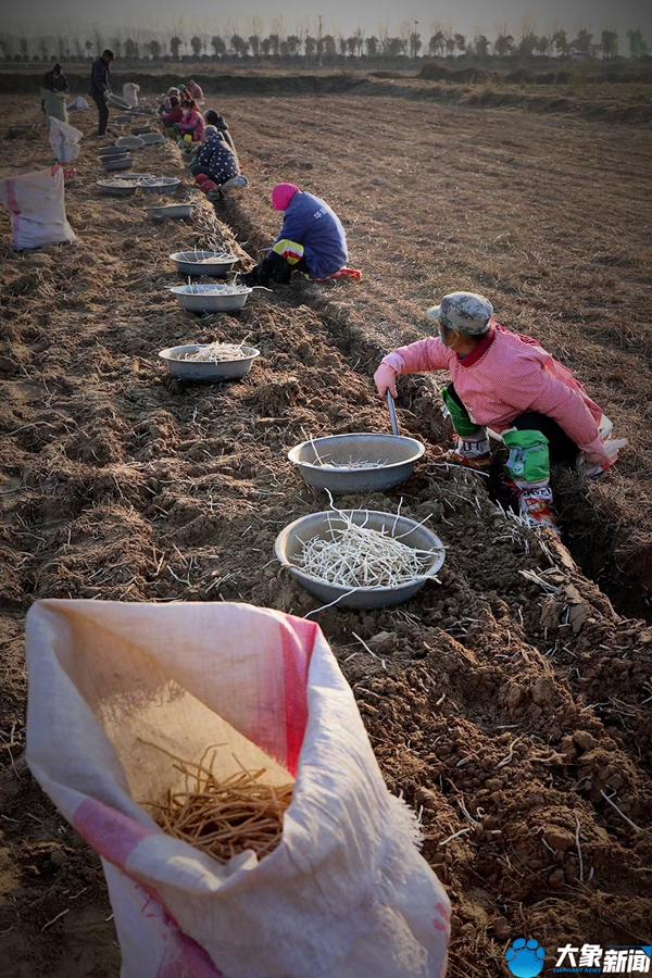洛阳银条的做法大全,河南洛阳特别美食
