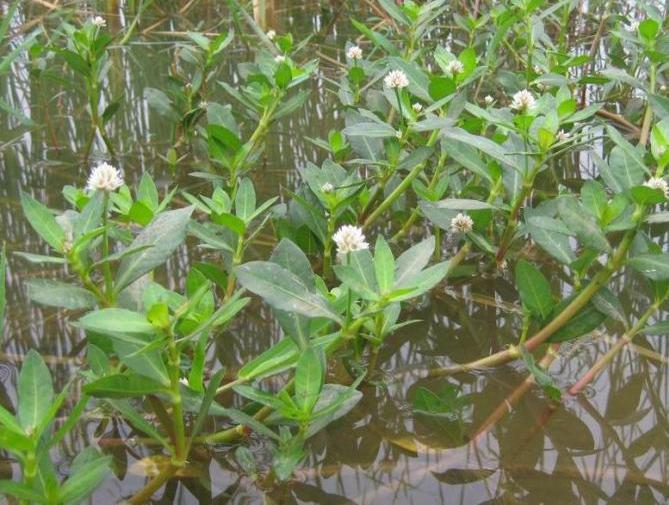 花园要打理得好先除杂草,春天草坪长杂草这样做除草更简单