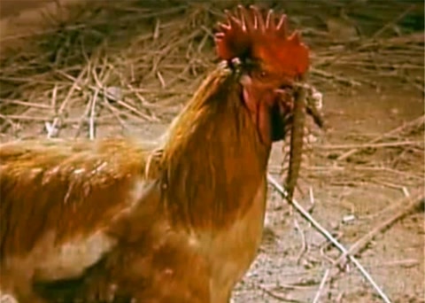 鸡为什么是蝎子的克星,鸡为什么是虫子的天敌呢