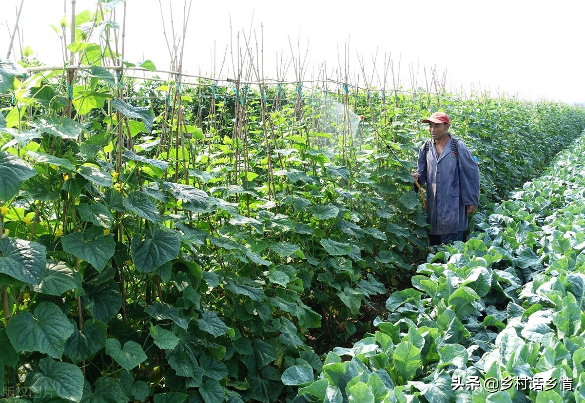 种菜肥水自制方法,种菜小妙招加什么肥
