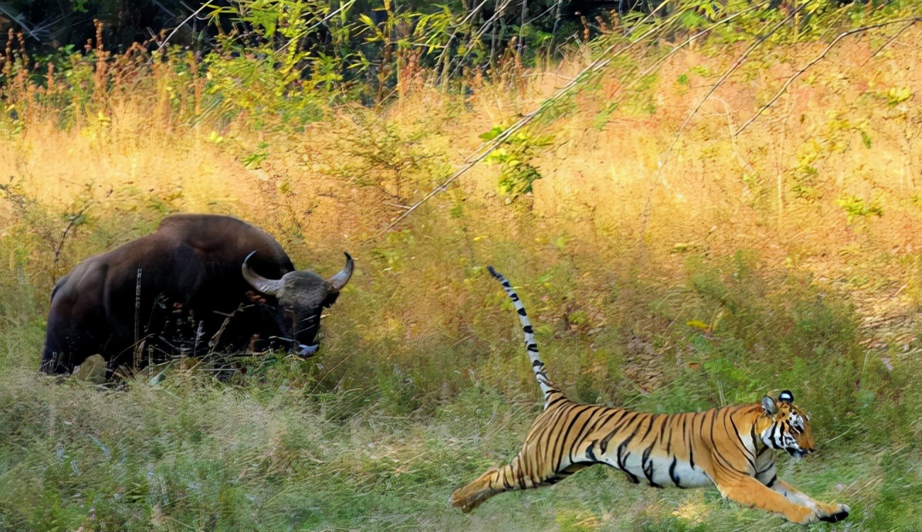 能杀了老虎的十大猛兽,可以杀死老虎的十大猛兽