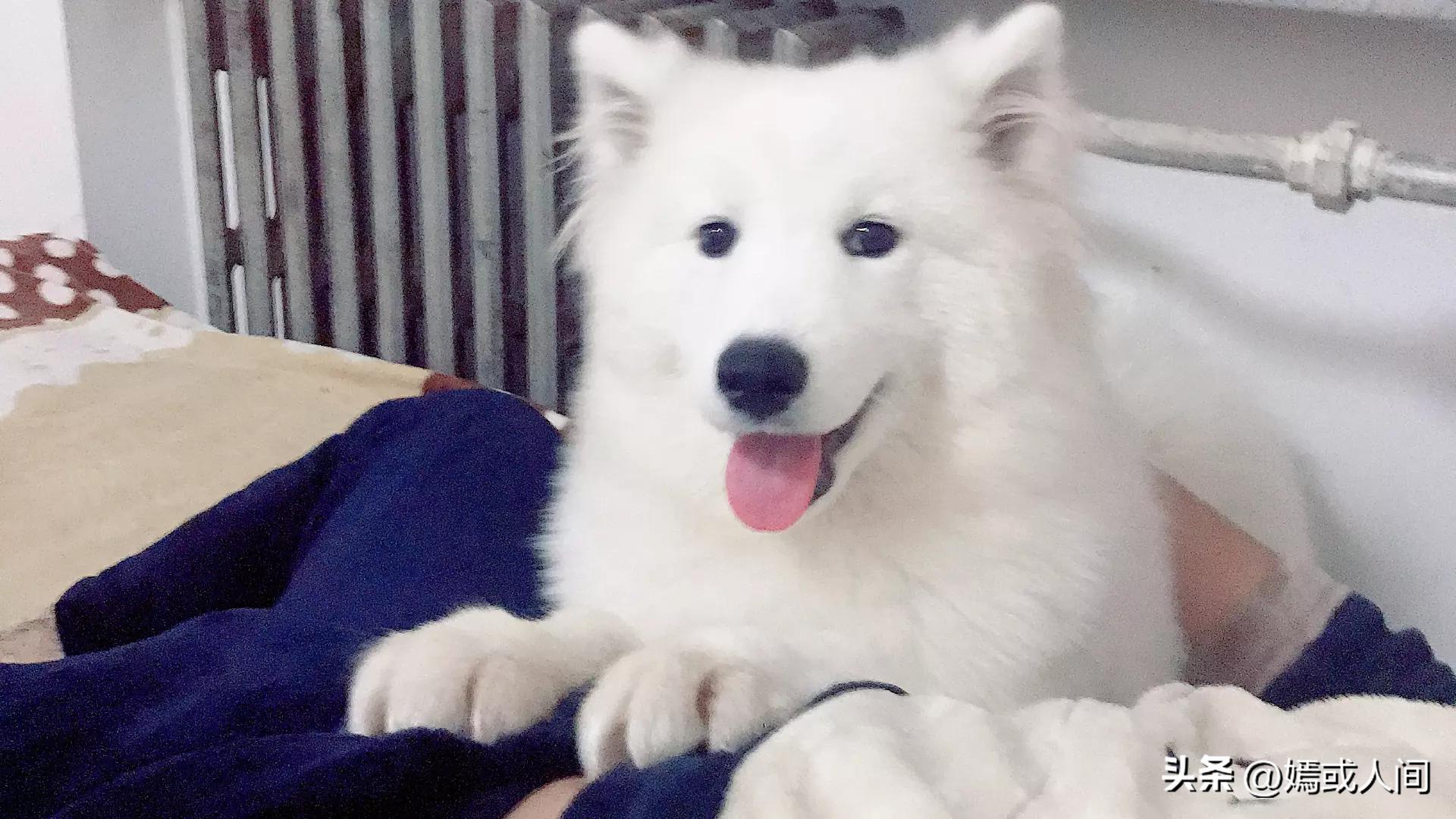 狗生不长愿你幸福的文案,狗狗一生很短只愿对一个人好