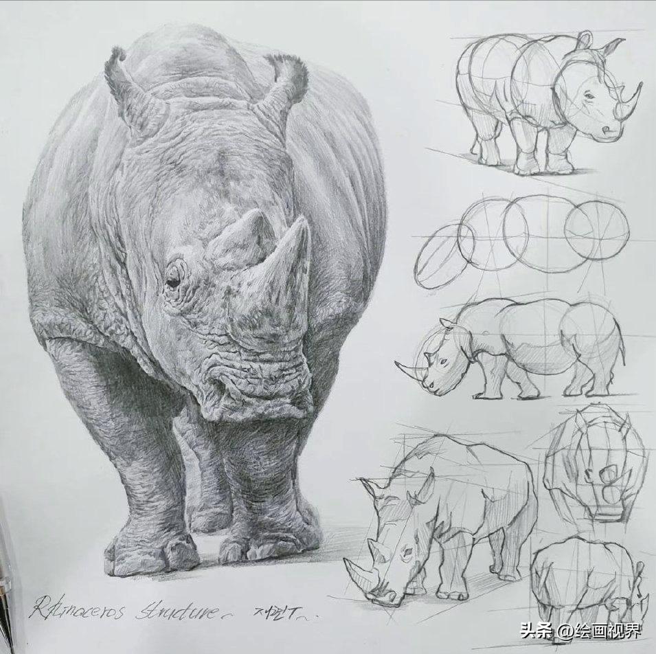 动物素描简笔画图片大全,动物素描很难画出体积感