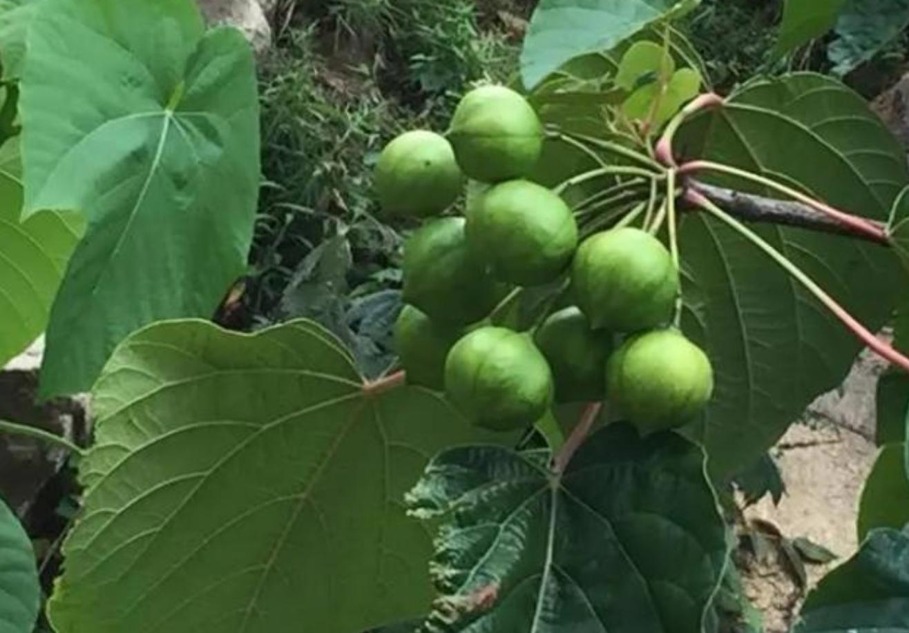 中美桐油*款贷**屈辱史:为借款4亿,以桐油抵押,才换取2500万美元