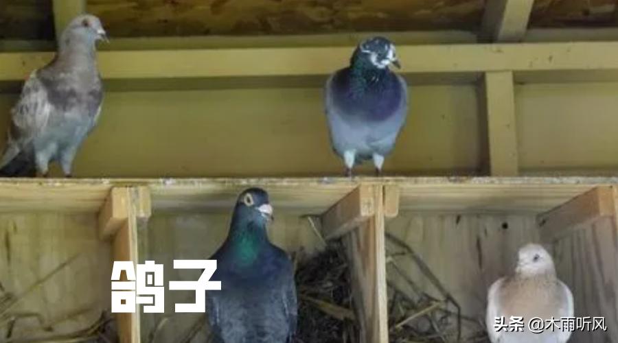 新手养信鸽鸽子的最佳方法,新手养鸽子怎么让鸽子放飞不跑