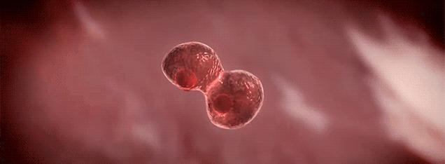 孕妈妈对新生儿干细胞储存意见,储存新生儿干细胞要什么条件