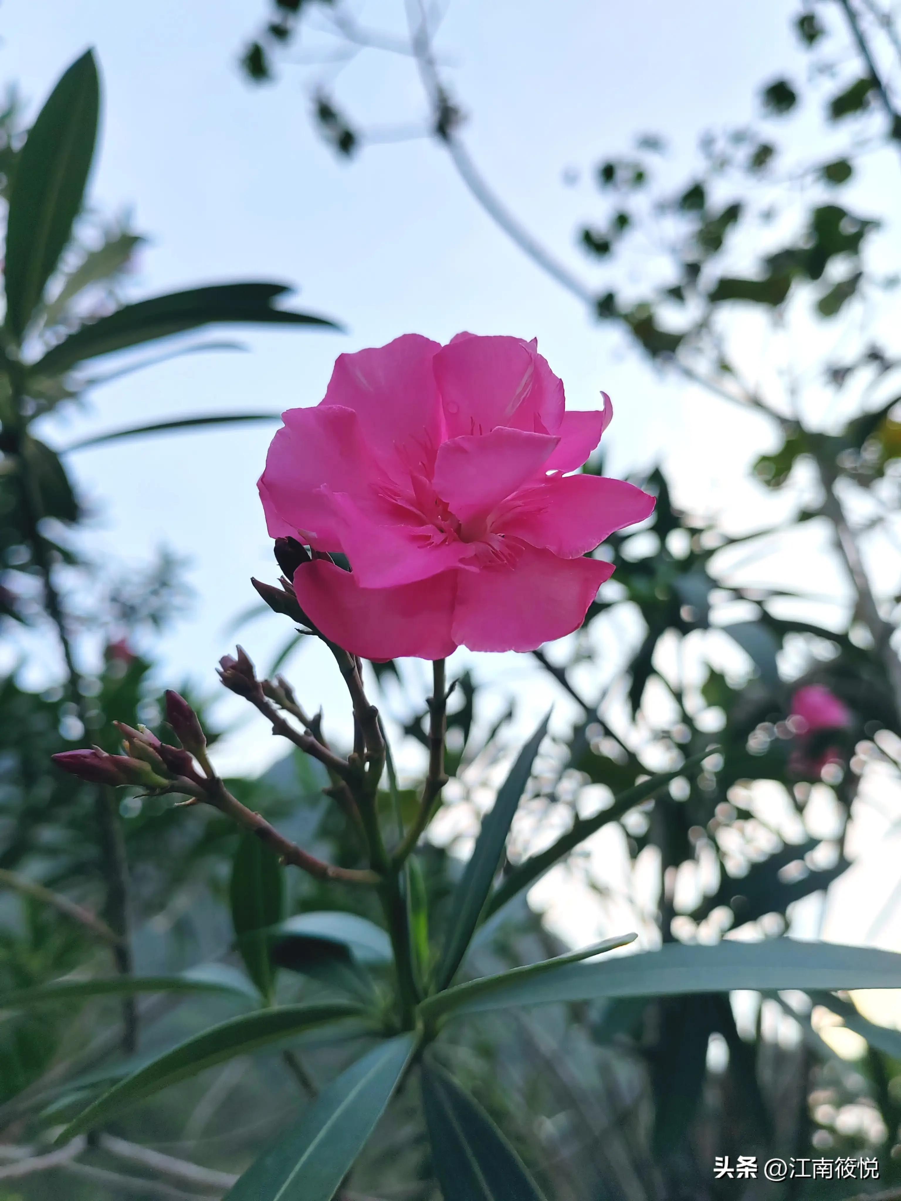 巴马日记怎么写,巴马养生日记