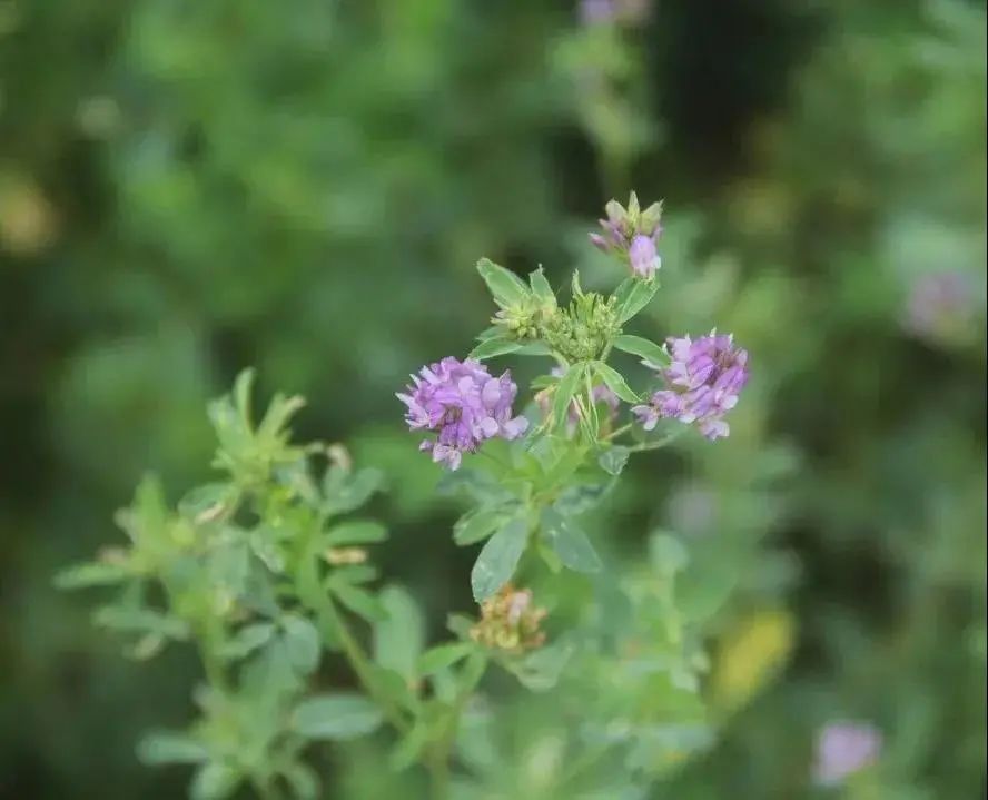 有机羊奶真的有机吗,有机羊奶哪里的最好