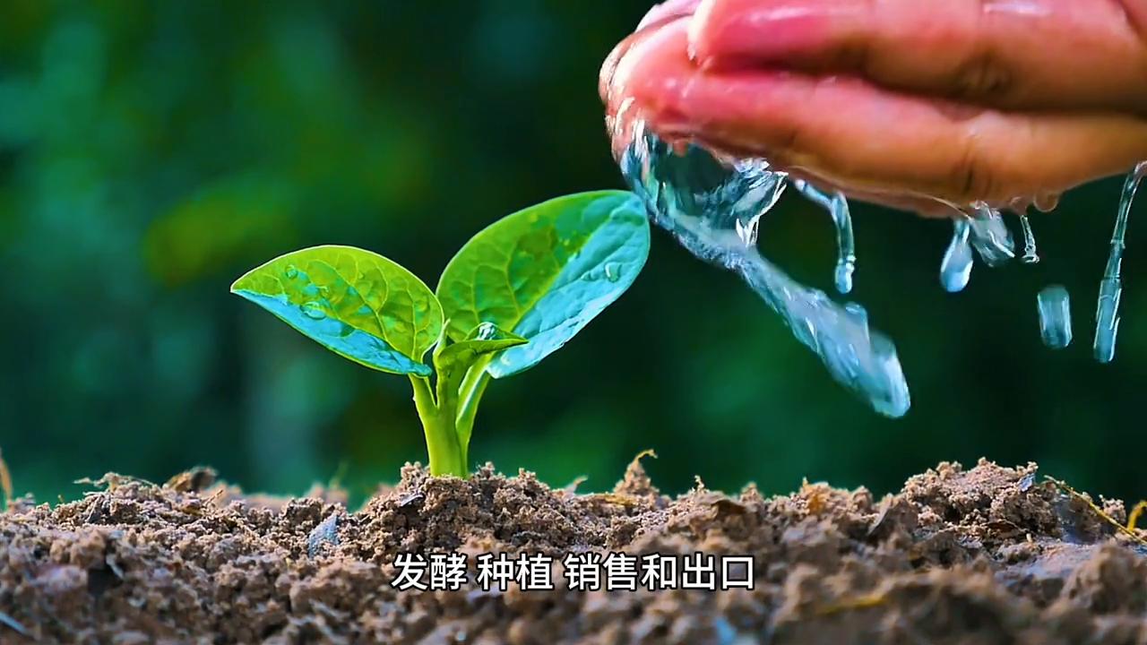 诺丽酵素代工,诺丽果酵素贴牌