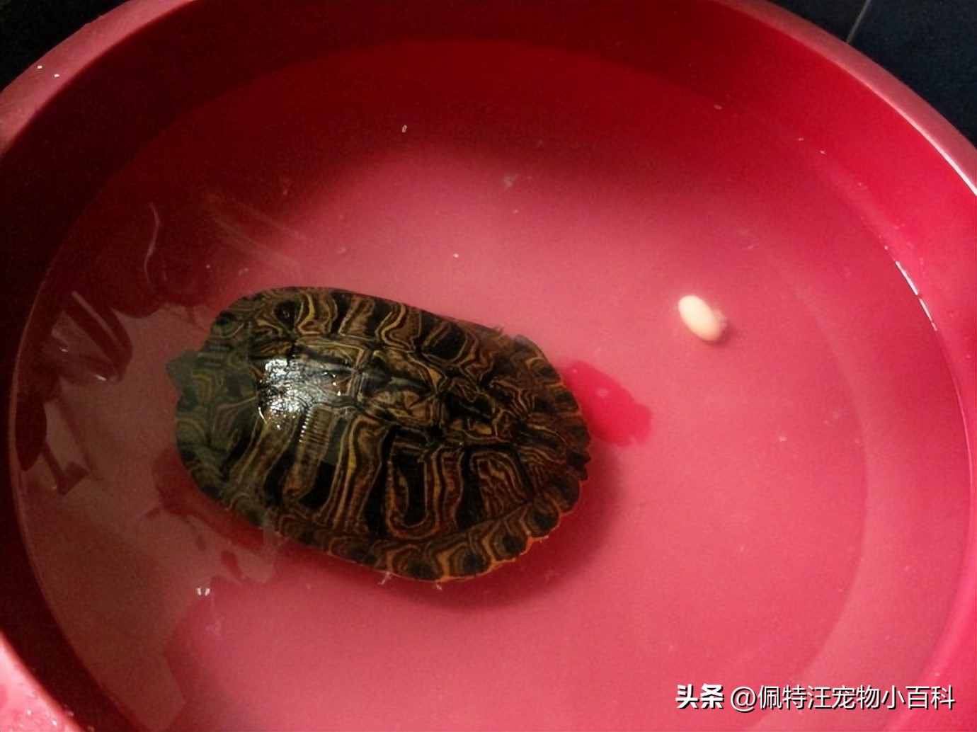 巴西龟好养吗能活多久,巴西龟一般可以养到多少年