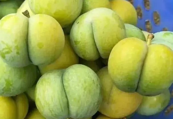 目前种植业种什么能赚钱,种植什么赚钱快成本低不愁销路