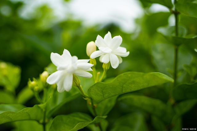 封闭阳台适合养什么花不死,从风水角度看封闭阳台养什么花好