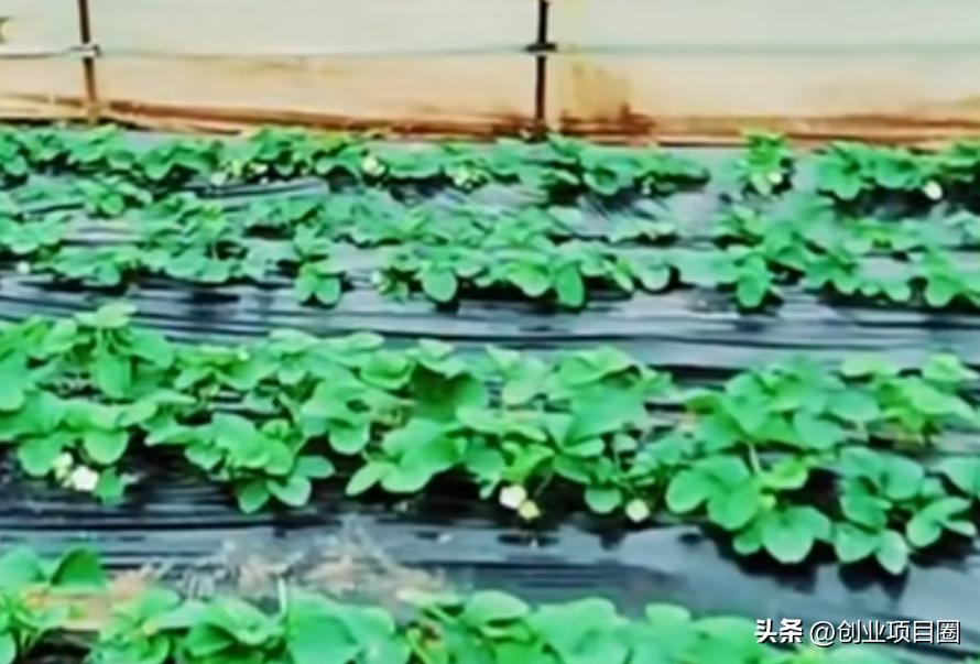 农村人的致富之路,种植一次,可以卖2-3个月,1次月入8万!