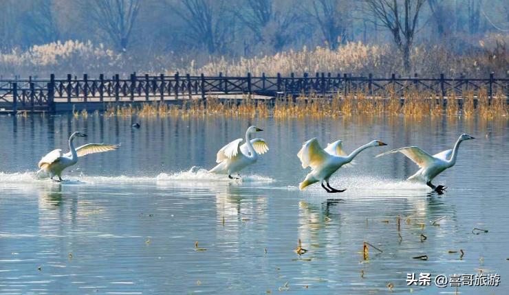 雄安新区景点免费吗,雄安新区悦容公园南苑有哪些景点