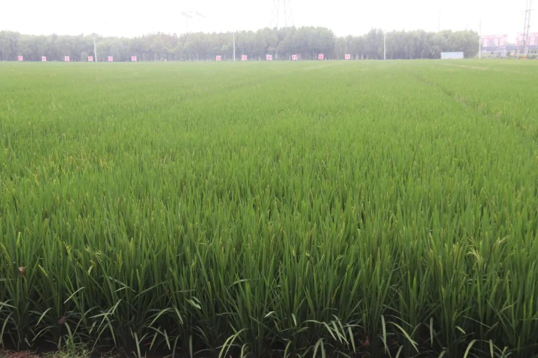 百社争流千帆竞乡土大地绘蓝图——莒南县*党**支部创办合作社专题展播（五）