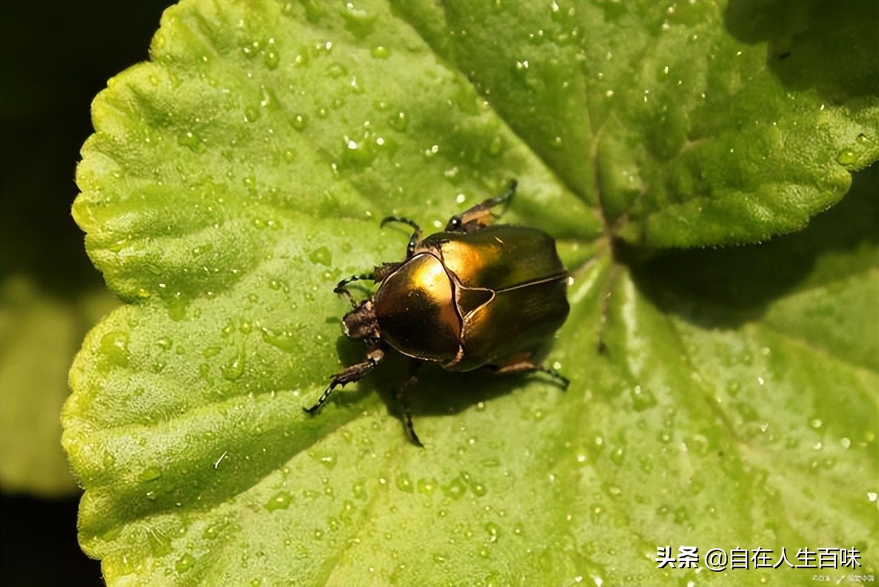 农村常见的虫子各叫什么名字,农村房子里面常见的虫子有哪些