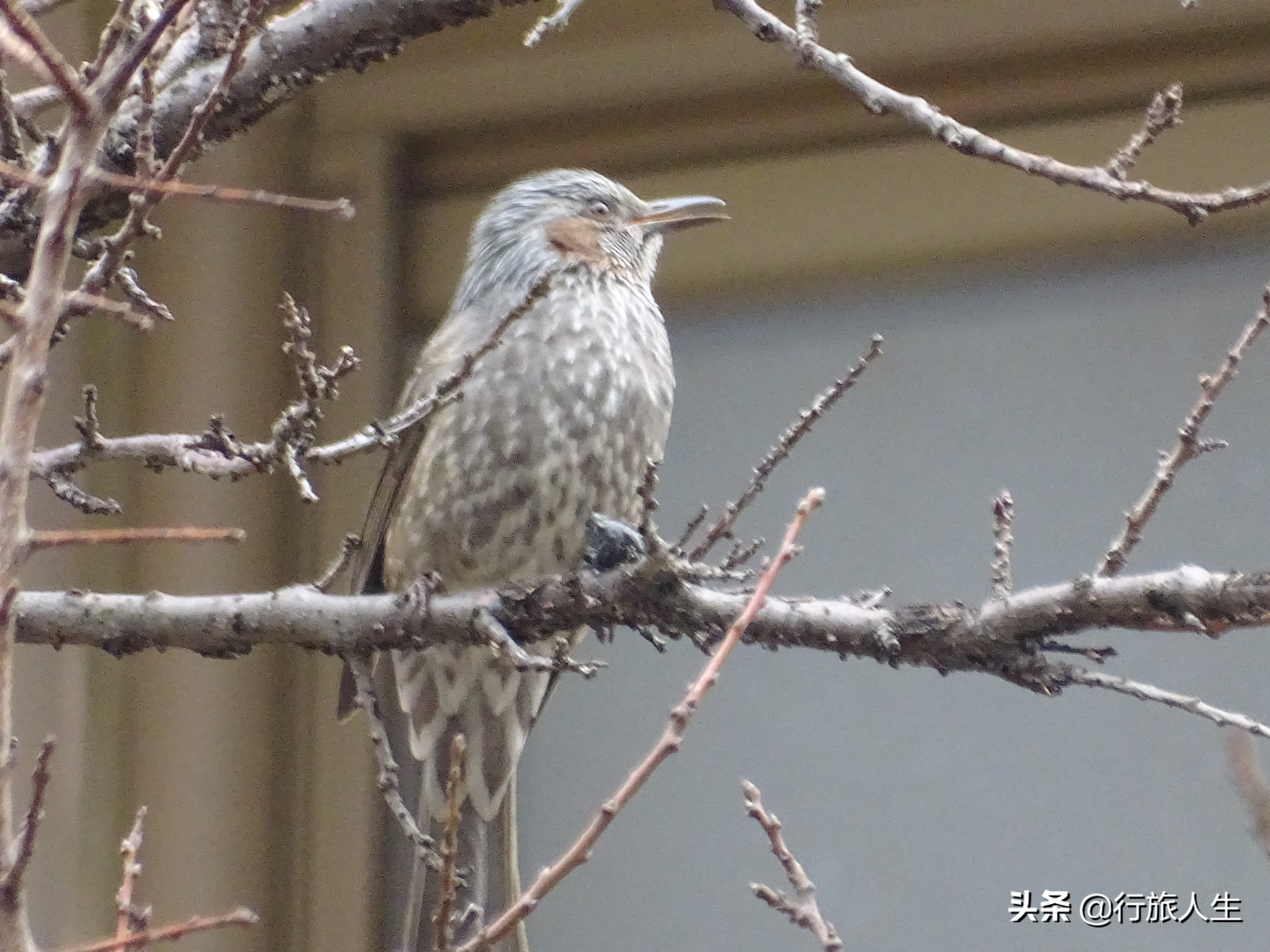 冬日的鸟儿文案,冬日鸟儿在树上图片